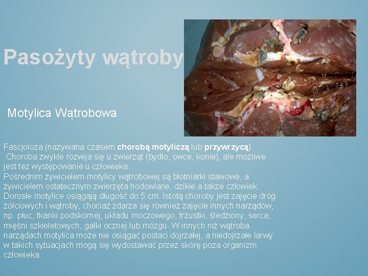 Pasożyty wątroby Motylica Wątrobowa Fascjoloza (nazywana czasem chorobą motyliczą lub przywrzycą) Choroba zwykle rozwija