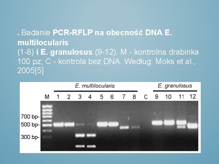 Badanie PCR-RFLP na obecność DNA E. multilocularis (1 -8) i E. granulosus (9 -12).