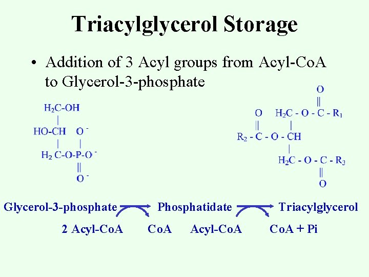 Triacylglycerol Storage • Addition of 3 Acyl groups from Acyl-Co. A to Glycerol-3 -phosphate