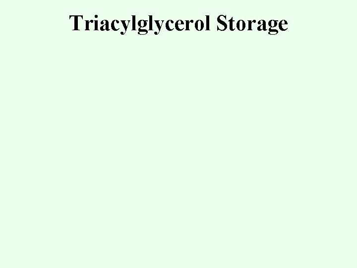 Triacylglycerol Storage 