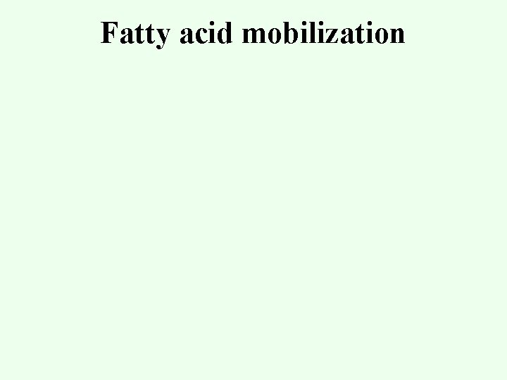 Fatty acid mobilization 