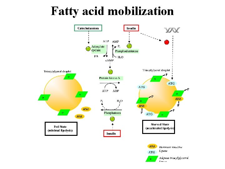 Fatty acid mobilization 