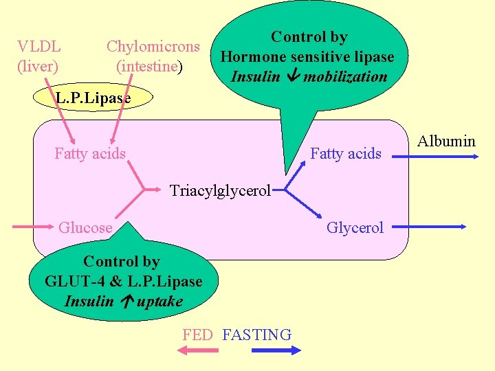 VLDL (liver) Chylomicrons (intestine) Control by Hormone sensitive lipase Insulin mobilization L. P. Lipase