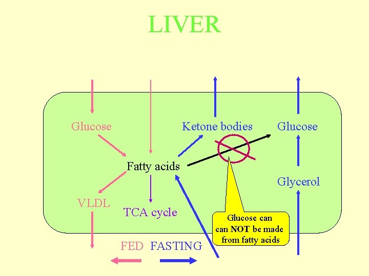 LIVER Glucose Ketone bodies Glucose Fatty acids Glycerol VLDL TCA cycle FED FASTING Glucose