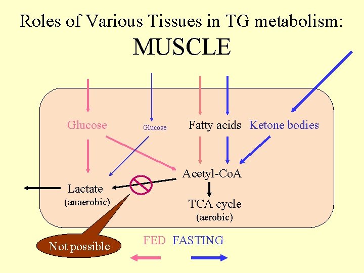 Roles of Various Tissues in TG metabolism: MUSCLE Glucose Fatty acids Ketone bodies Acetyl-Co.