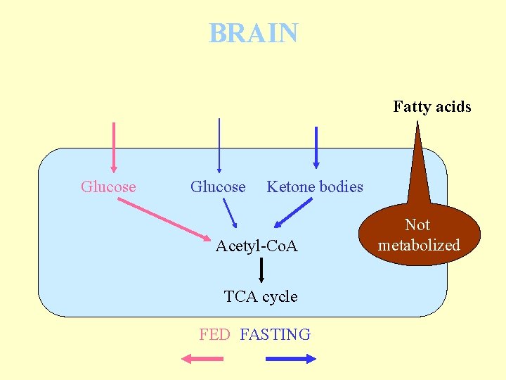 BRAIN Fatty acids Glucose Ketone bodies Acetyl-Co. A TCA cycle FED FASTING Not metabolized