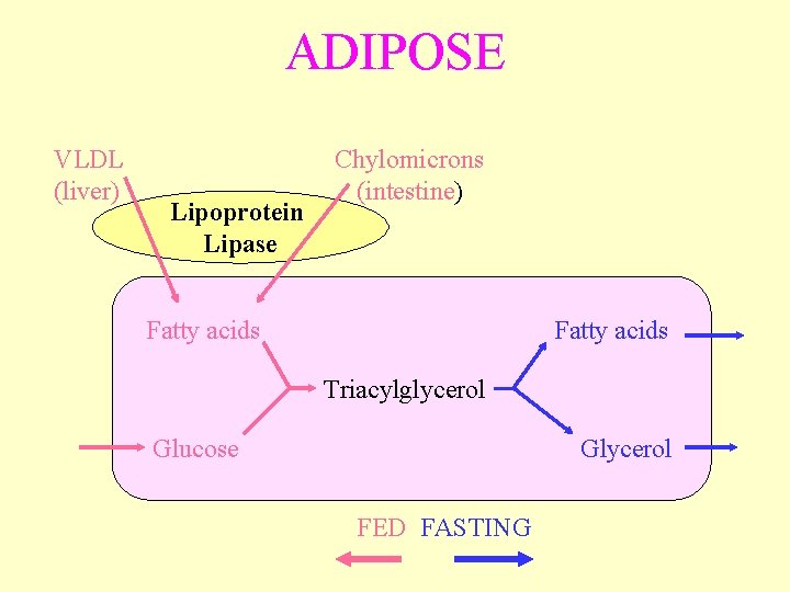 ADIPOSE VLDL (liver) Lipoprotein Lipase Chylomicrons (intestine) Fatty acids Triacylglycerol Glucose Glycerol FED FASTING