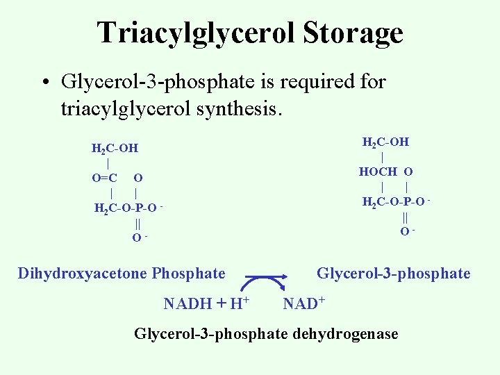 Triacylglycerol Storage • Glycerol-3 -phosphate is required for triacylglycerol synthesis. H 2 C-OH |