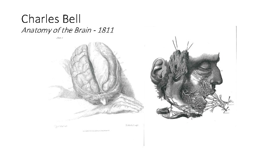 Charles Bell Anatomy of the Brain - 1811 