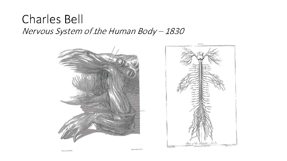 Charles Bell Nervous System of the Human Body – 1830 