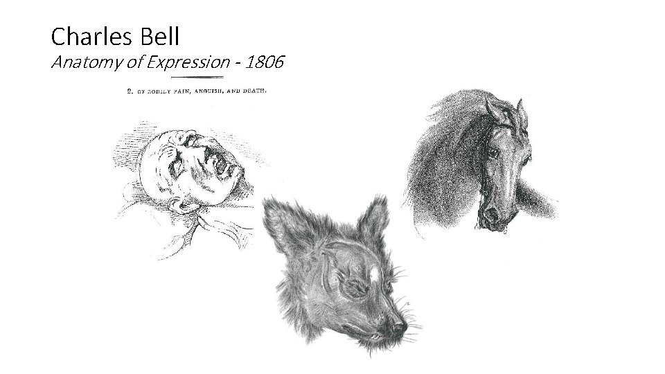 Charles Bell Anatomy of Expression - 1806 