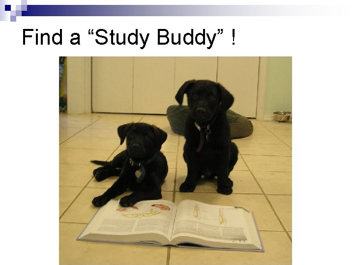 Find a “Study Buddy” ! 