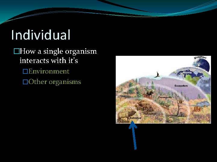 Individual �How a single organism interacts with it’s �Environment �Other organisms 