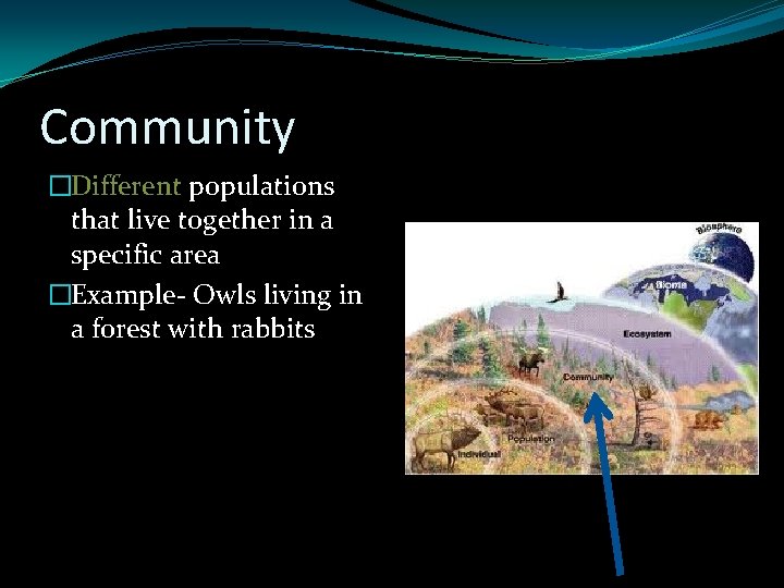 Community �Different populations that live together in a specific area �Example- Owls living in