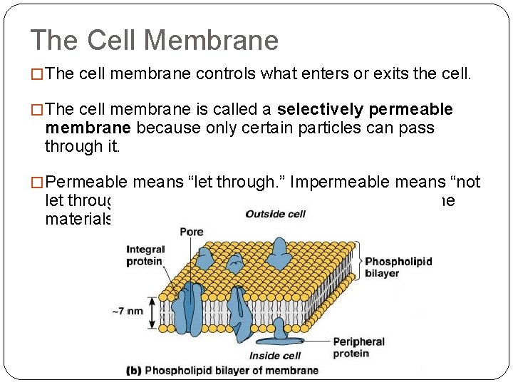 The Cell Membrane � The cell membrane controls what enters or exits the cell.