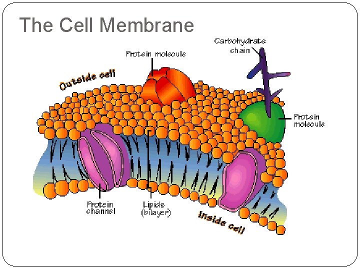 The Cell Membrane 