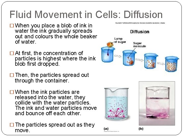 Fluid Movement in Cells: Diffusion � When you place a blob of ink in