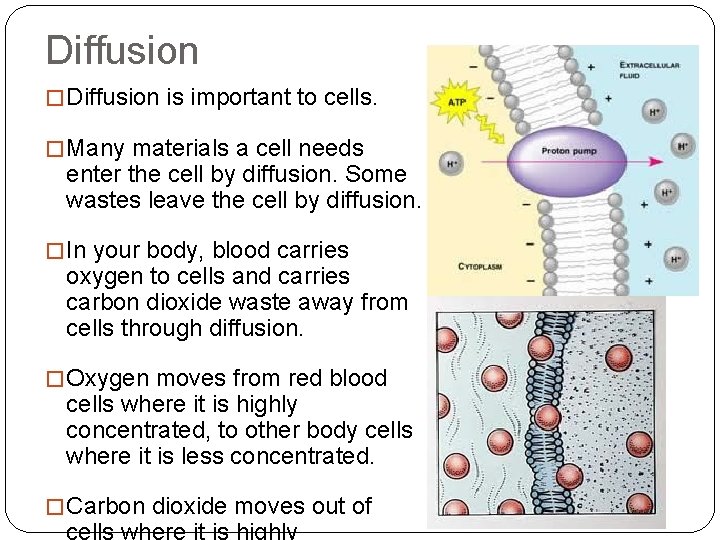 Diffusion � Diffusion is important to cells. � Many materials a cell needs enter