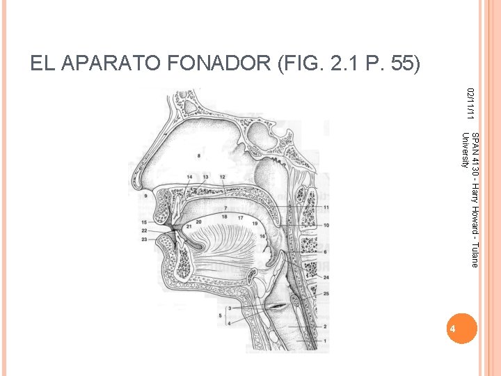 EL APARATO FONADOR (FIG. 2. 1 P. 55) 02/11/11 SPAN 4130 - Harry Howard