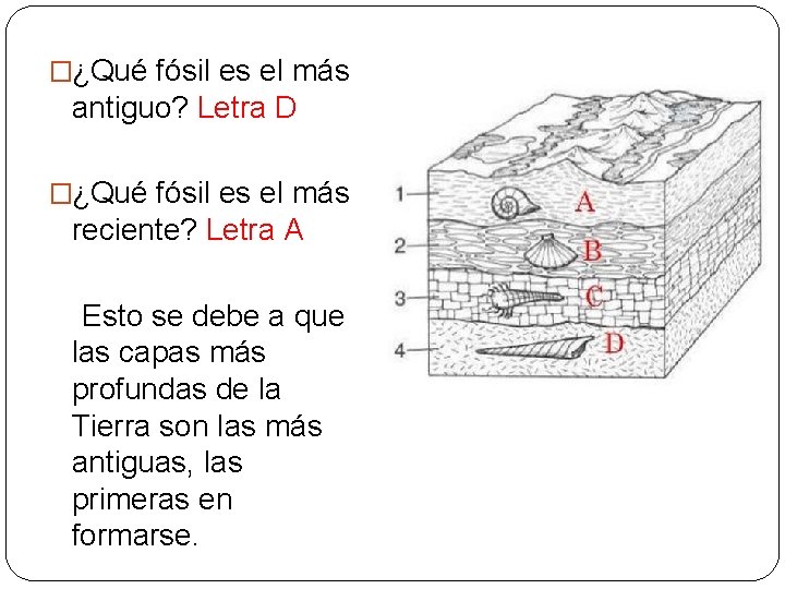 �¿Qué fósil es el más antiguo? Letra D �¿Qué fósil es el más reciente?