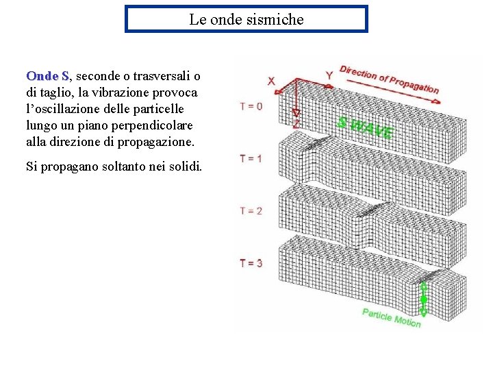 Le onde sismiche Onde S, S seconde o trasversali o di taglio, la vibrazione