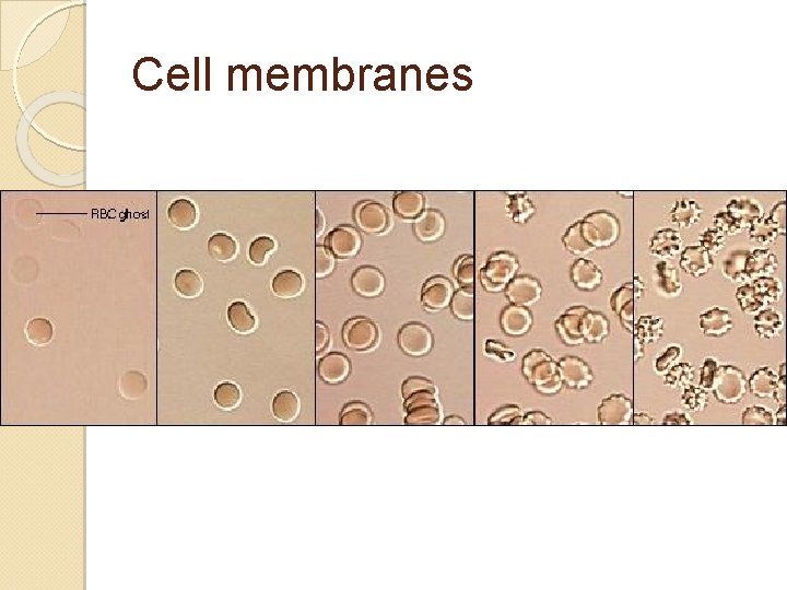 Cell membranes 
