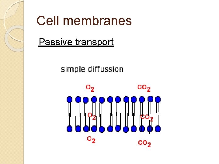 Cell membranes Passive transport 