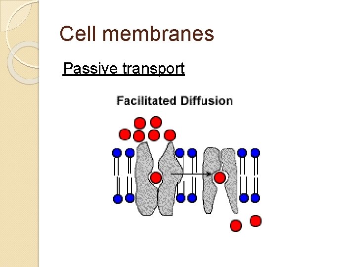 Cell membranes Passive transport 
