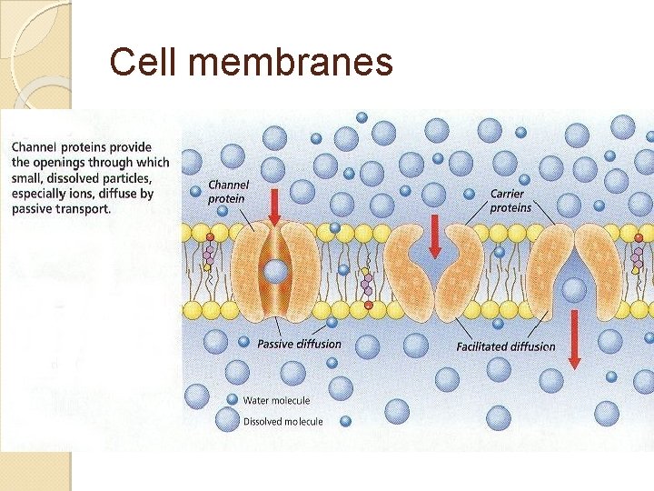 Cell membranes 