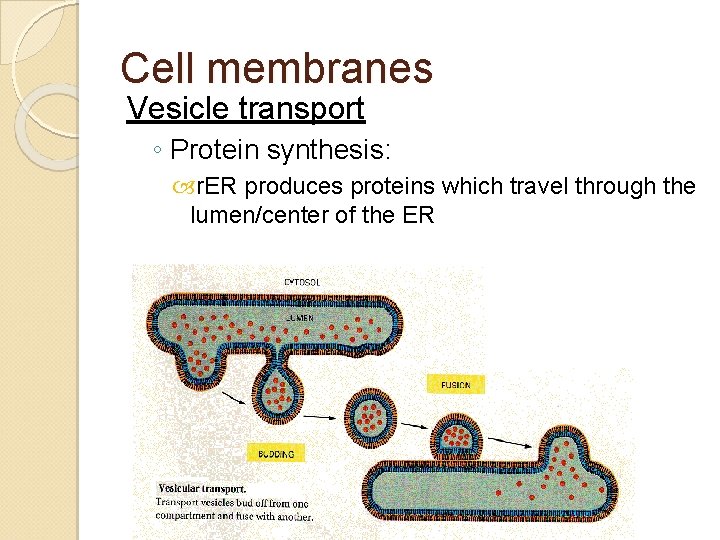Cell membranes Vesicle transport ◦ Protein synthesis: r. ER produces proteins which travel through