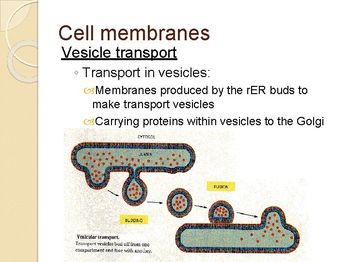 Cell membranes Vesicle transport ◦ Transport in vesicles: Membranes produced by the r. ER