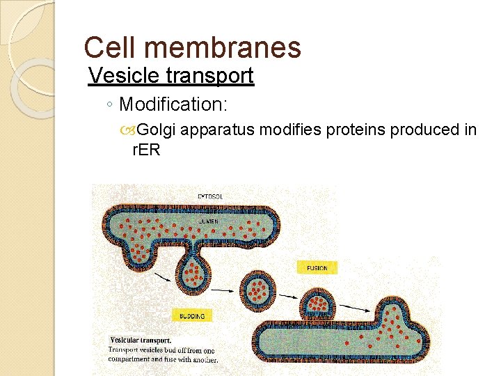 Cell membranes Vesicle transport ◦ Modification: Golgi apparatus modifies proteins produced in r. ER