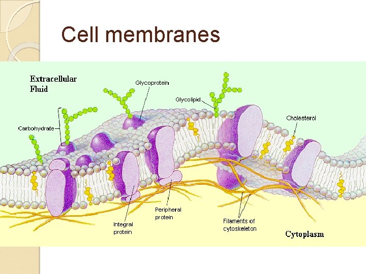 Cell membranes 