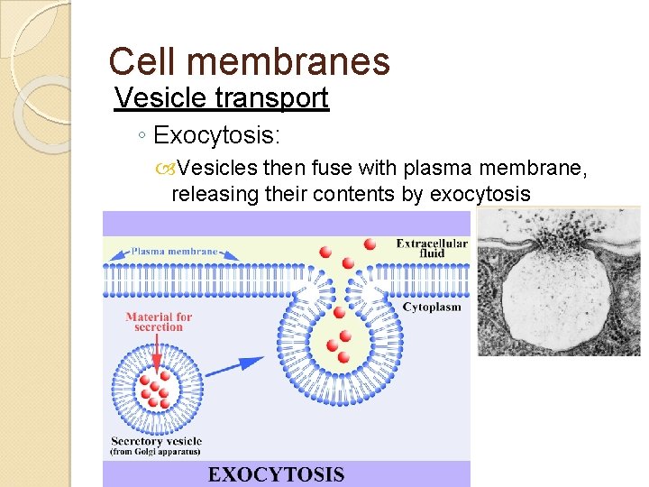 Cell membranes Vesicle transport ◦ Exocytosis: Vesicles then fuse with plasma membrane, releasing their