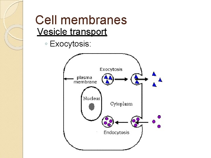 Cell membranes Vesicle transport ◦ Exocytosis: 