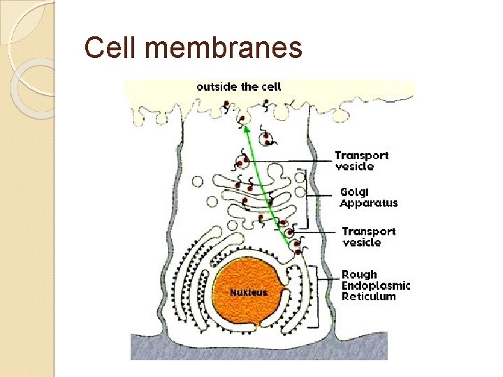 Cell membranes 
