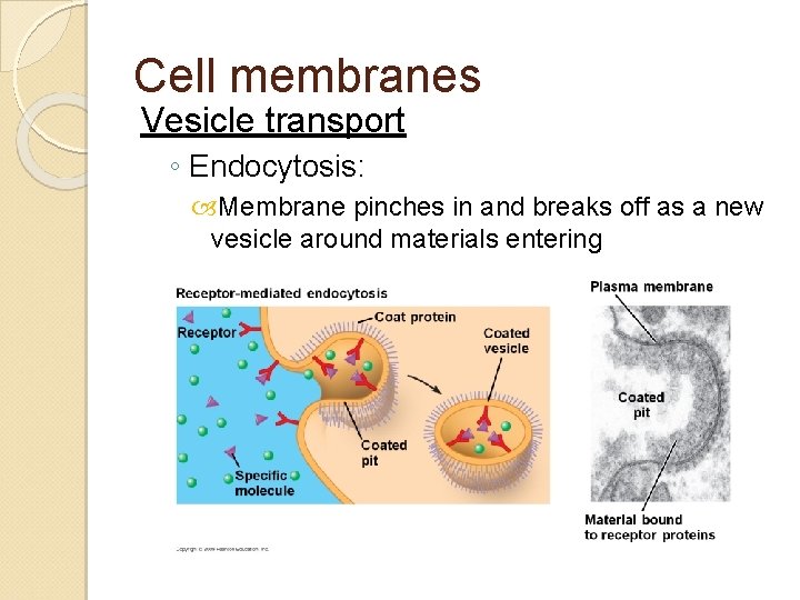 Cell membranes Vesicle transport ◦ Endocytosis: Membrane pinches in and breaks off as a