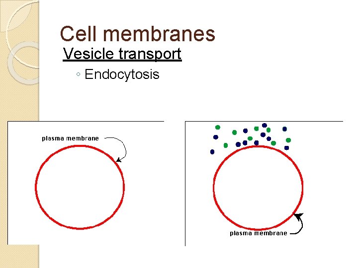 Cell membranes Vesicle transport ◦ Endocytosis 