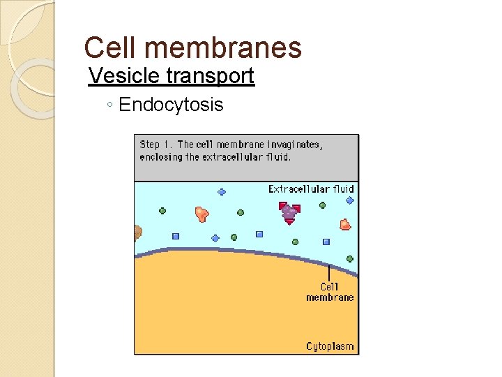 Cell membranes Vesicle transport ◦ Endocytosis 