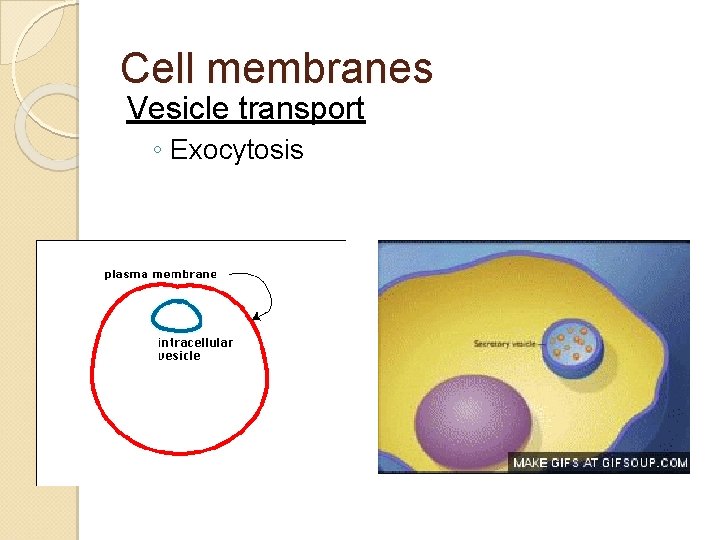 Cell membranes Vesicle transport ◦ Exocytosis 
