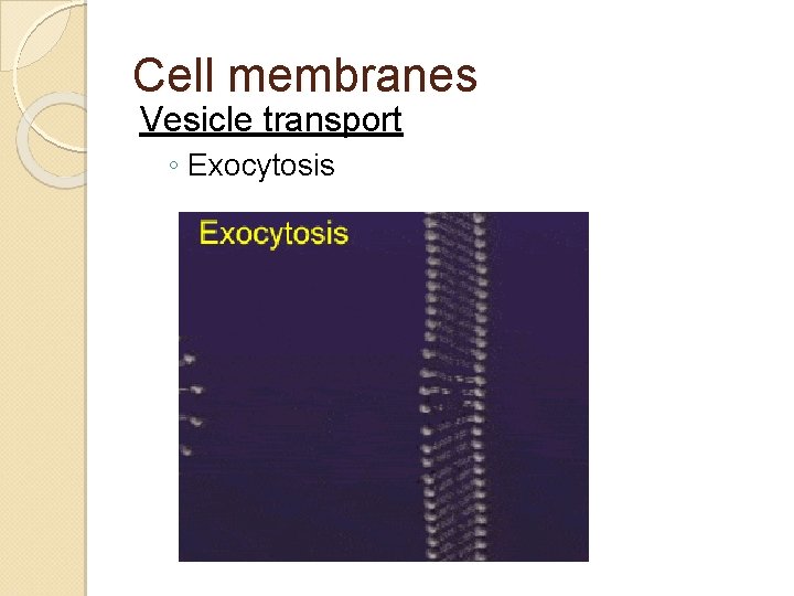 Cell membranes Vesicle transport ◦ Exocytosis 