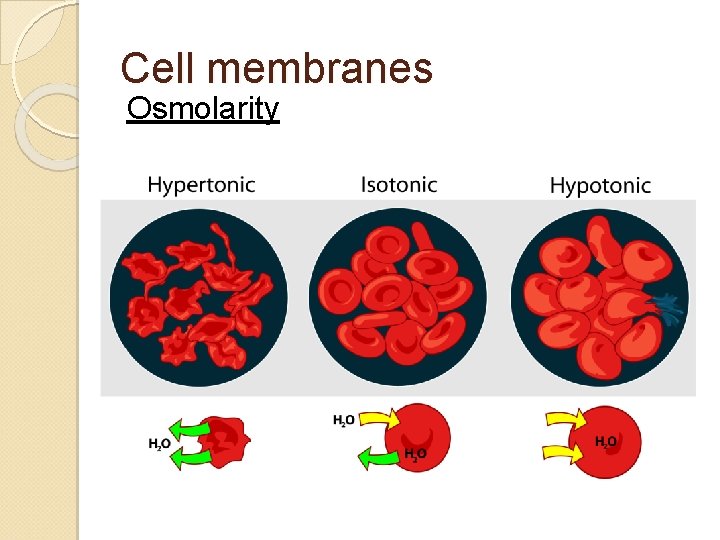 Cell membranes Osmolarity 