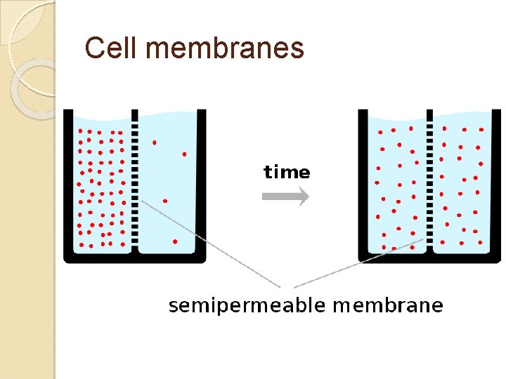 Cell membranes 