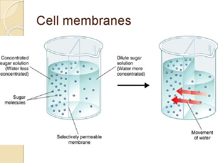 Cell membranes 