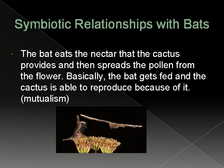 Symbiotic Relationships with Bats The bat eats the nectar that the cactus provides and