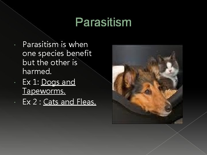 Parasitism is when one species benefit but the other is harmed. Ex 1: Dogs