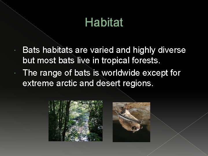 Habitat Bats habitats are varied and highly diverse but most bats live in tropical