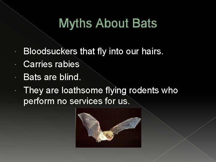 Myths About Bats Bloodsuckers that fly into our hairs. Carries rabies Bats are blind.