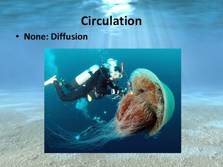 Circulation • None: Diffusion 