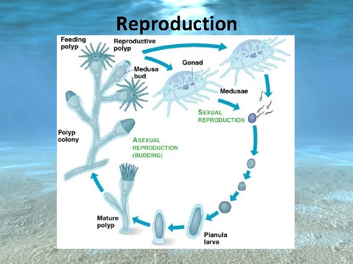 Reproduction 